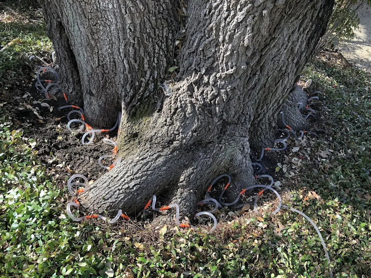 Detailed Tree Cabling and Bracing job site in Litchfield