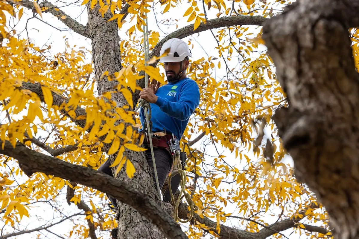 Skilled Storm Damage Cleanup crew working in Litchfield